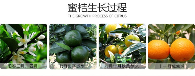 生猪养殖业：从传统走向现代