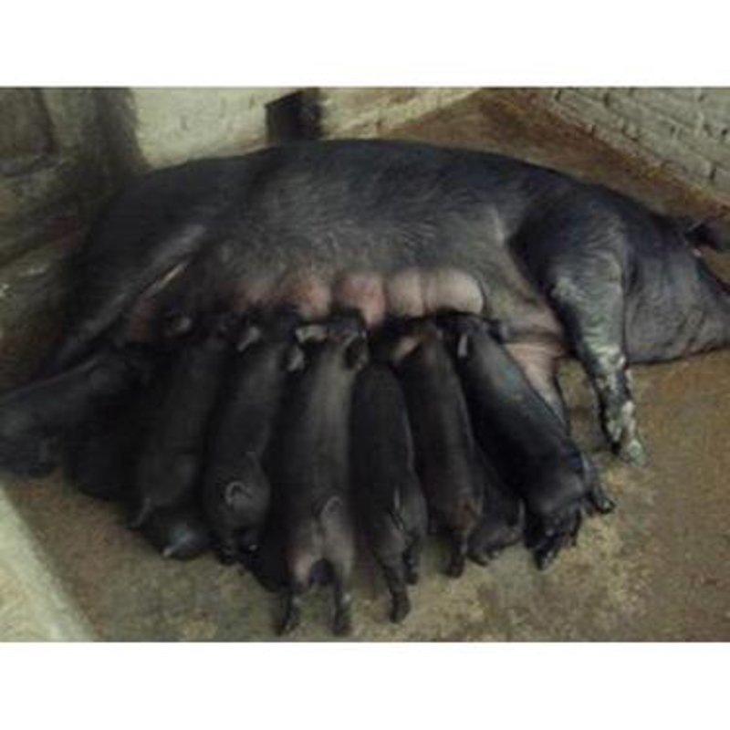 生猪养殖选购指南