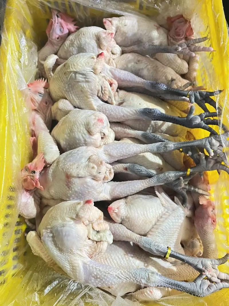 海口养殖场转型升级：绿色生态的未来之路