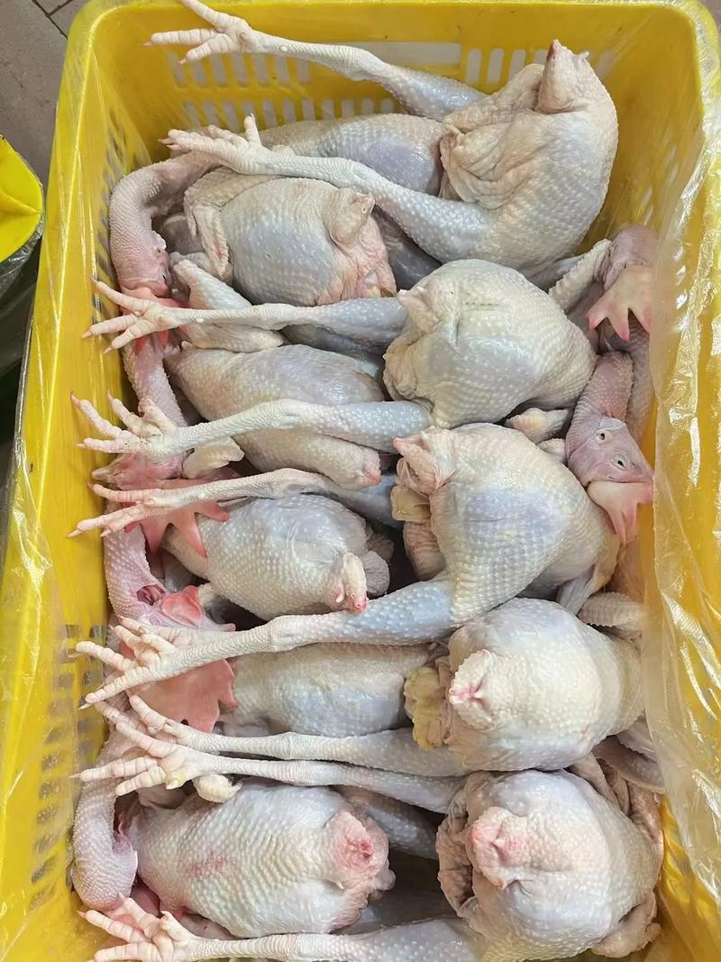 活禽批发
