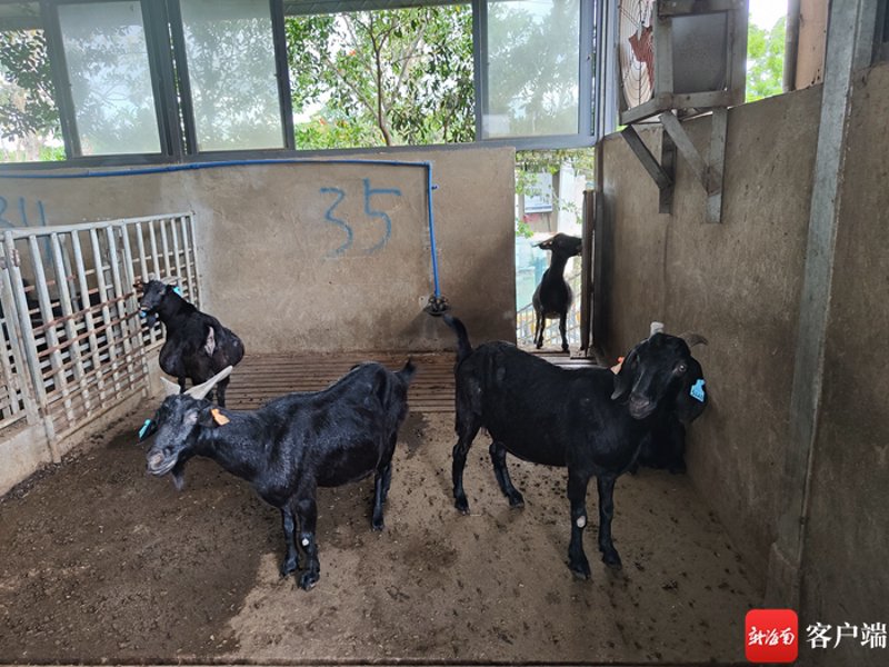 如何优化海口养殖场的管理与发展